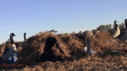 Catching a Goose with Bare Hands