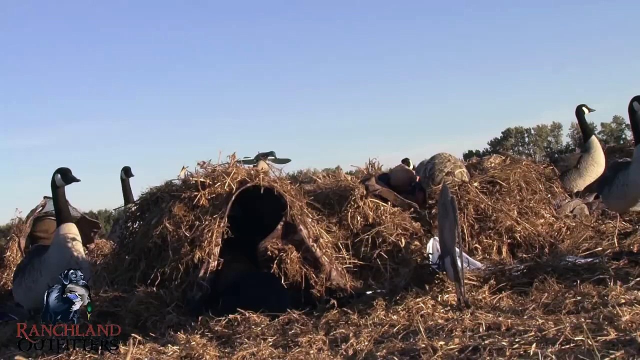 Catching a Goose with Bare Hands