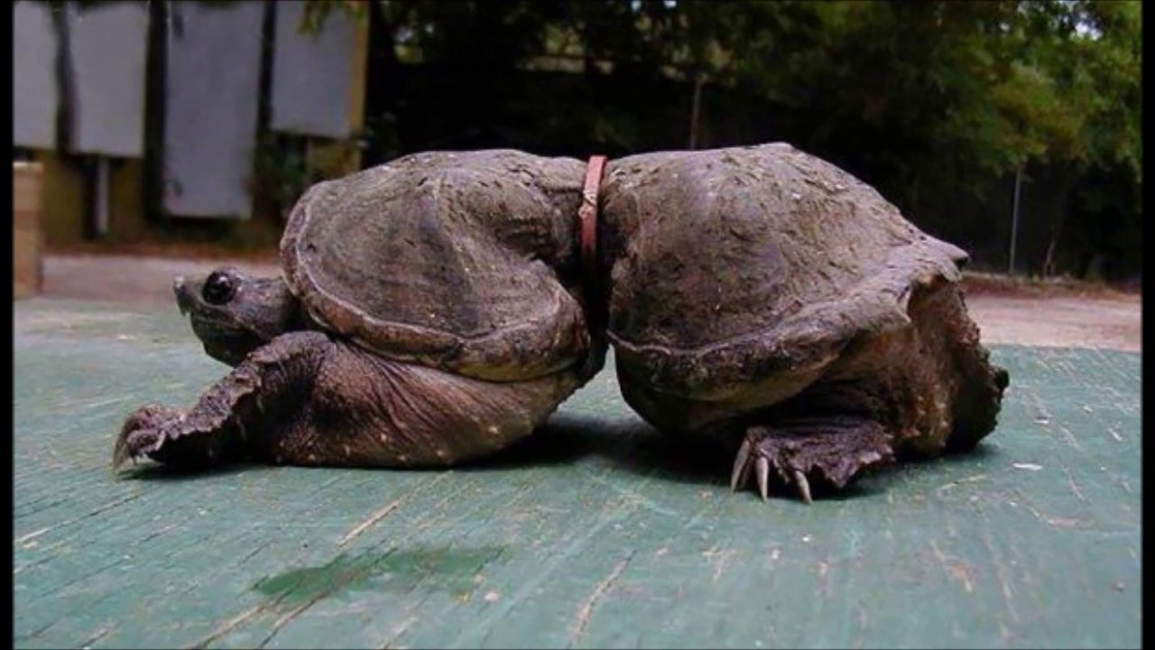 Impact de la pollution sur les animaux - images terrifiantes!