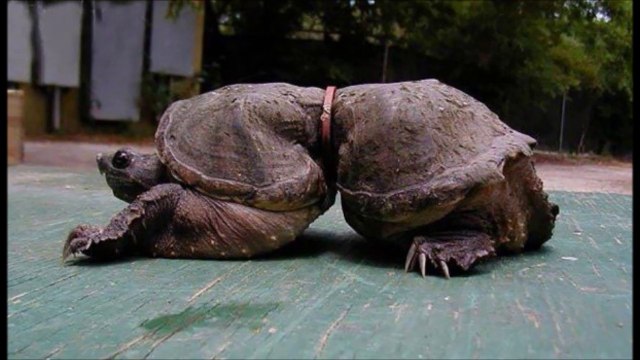 Impact de la pollution sur les animaux - images terrifiantes!