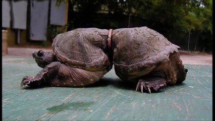 Impact de la pollution sur les animaux - images terrifiantes!