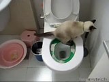 My Cat Nunchi toliet Trained