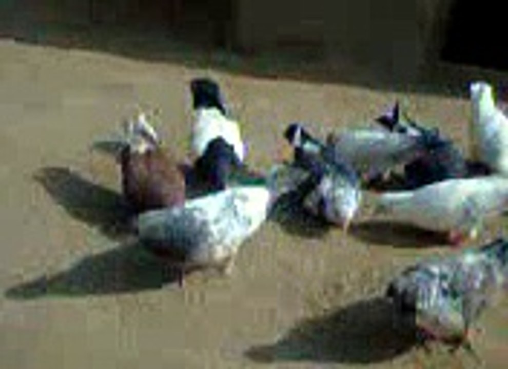 saraki song with kabotr videos-[Masha Allah mobile Taunsa 03336466861