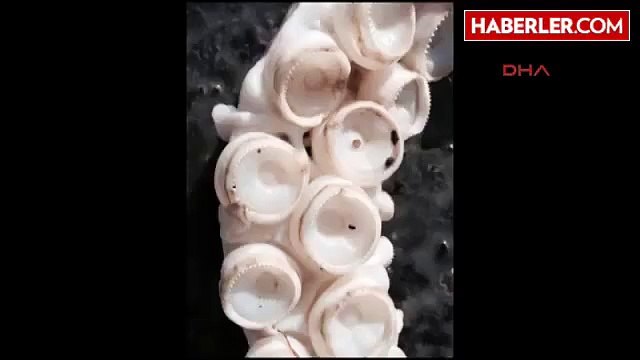 Dev Mürekkep Balığı Kıyıya Vurdu