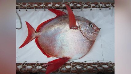 Scientists discover the first fully warm-blooded fish