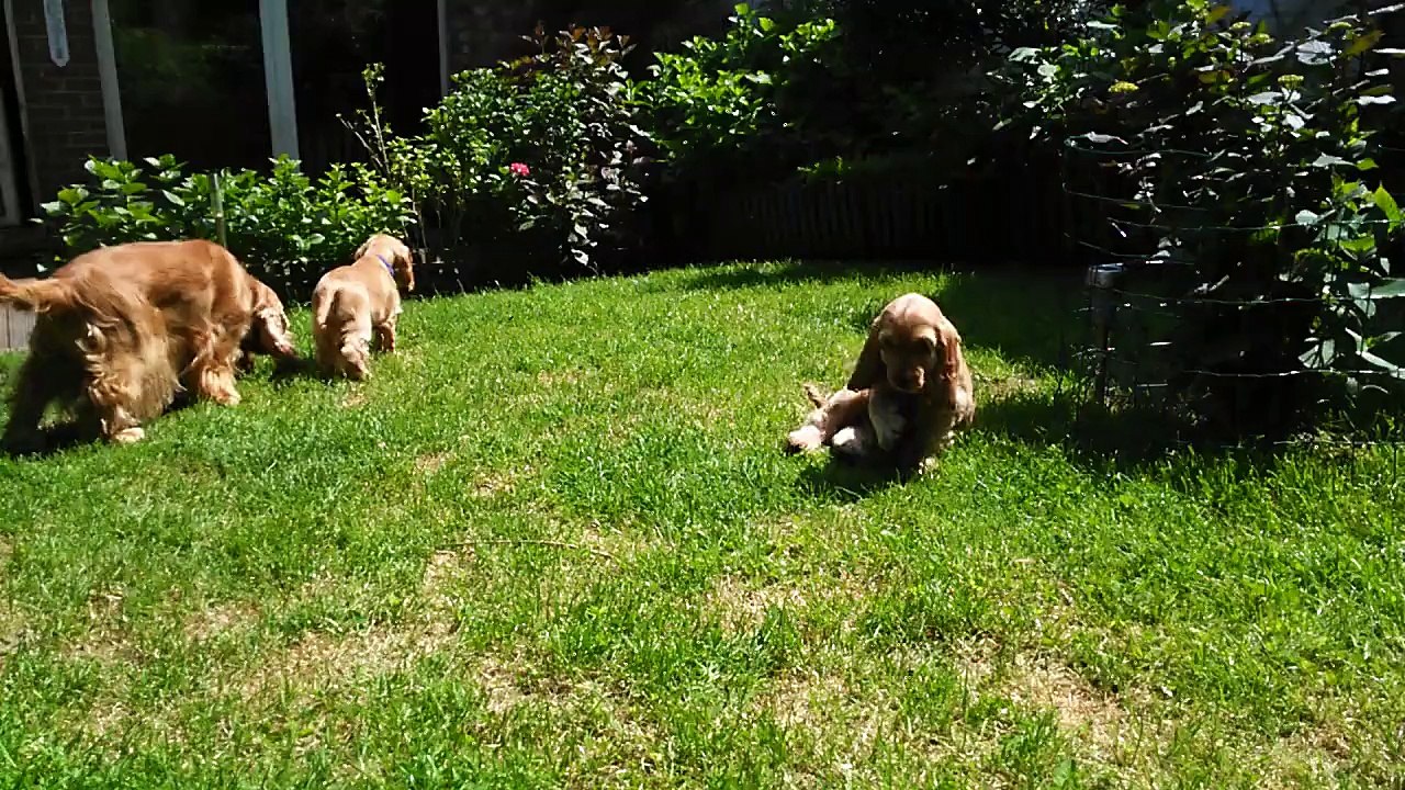 Cockers The Holly's Field avec Touffou 1