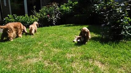 Cockers The Holly's Field avec Touffou 1