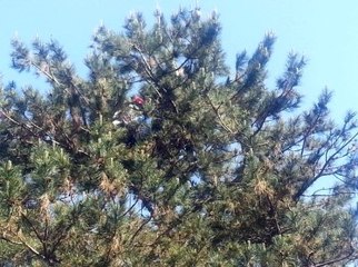 Bursa'da Ağaca Asılı Kadın Cesedi Bulundu