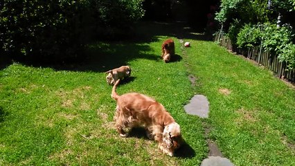 Cockers The Holly's Field avec Touffou 3