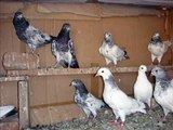 pakistani sahiwal highflyers pigeons 2