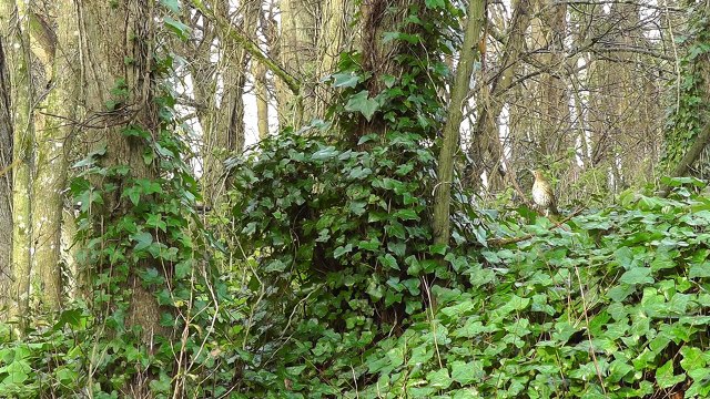 Song Thrush Bird Singing - Grive Musicienne Chant - Beautiful Birds Song and Sounds