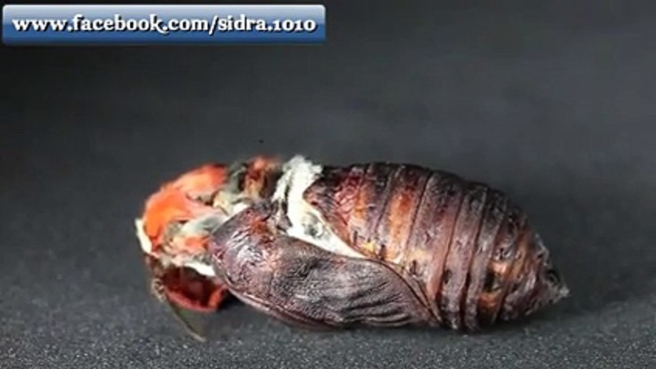 Subhan Allah (Cater pillar)