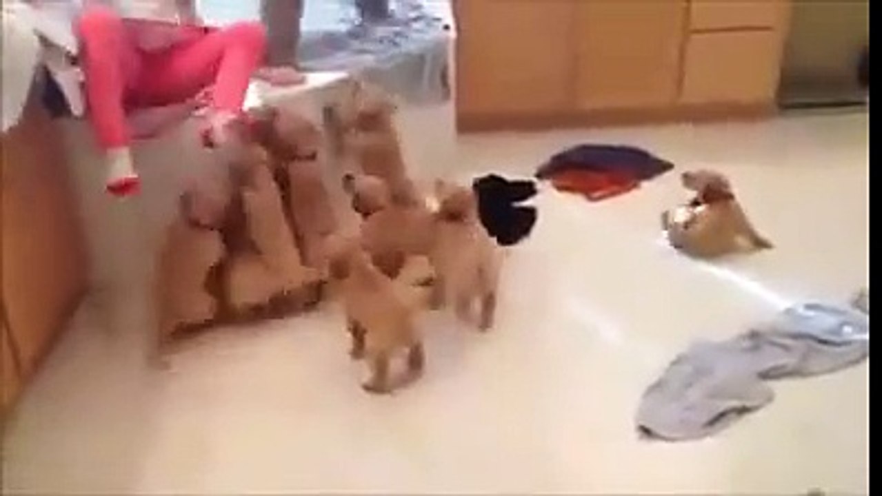 beautiful puppies