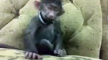 VID-20150508-WA0001.mp4