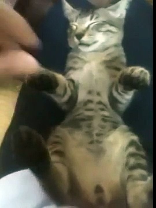 Cat funny video - Cat sleep very fun!