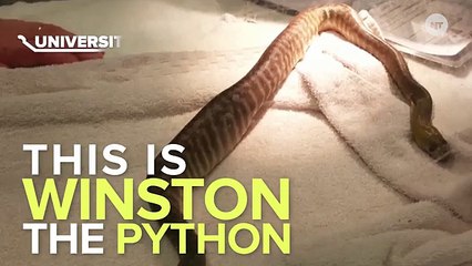 Hungry Snake Eats BBQ Tongs