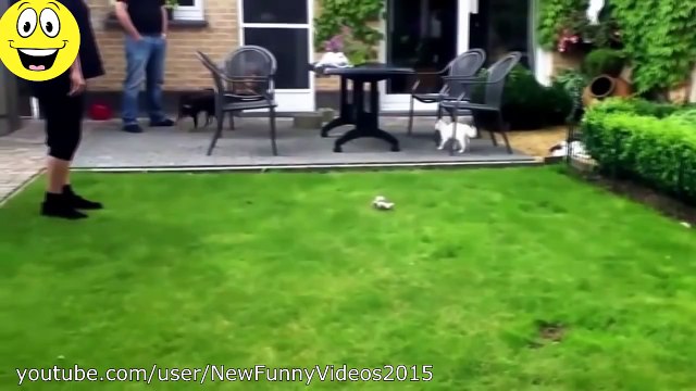 En Komik Videolar - Köpekler Kediler korkuyor - Komik hayvan derleme