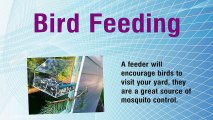 Relax By Feeding Wild Birds