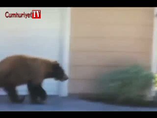 Birbiriyle karşılaşan ayı ile adamın korku refleksi