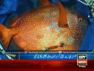 World 1st hot blood Fish in Australia