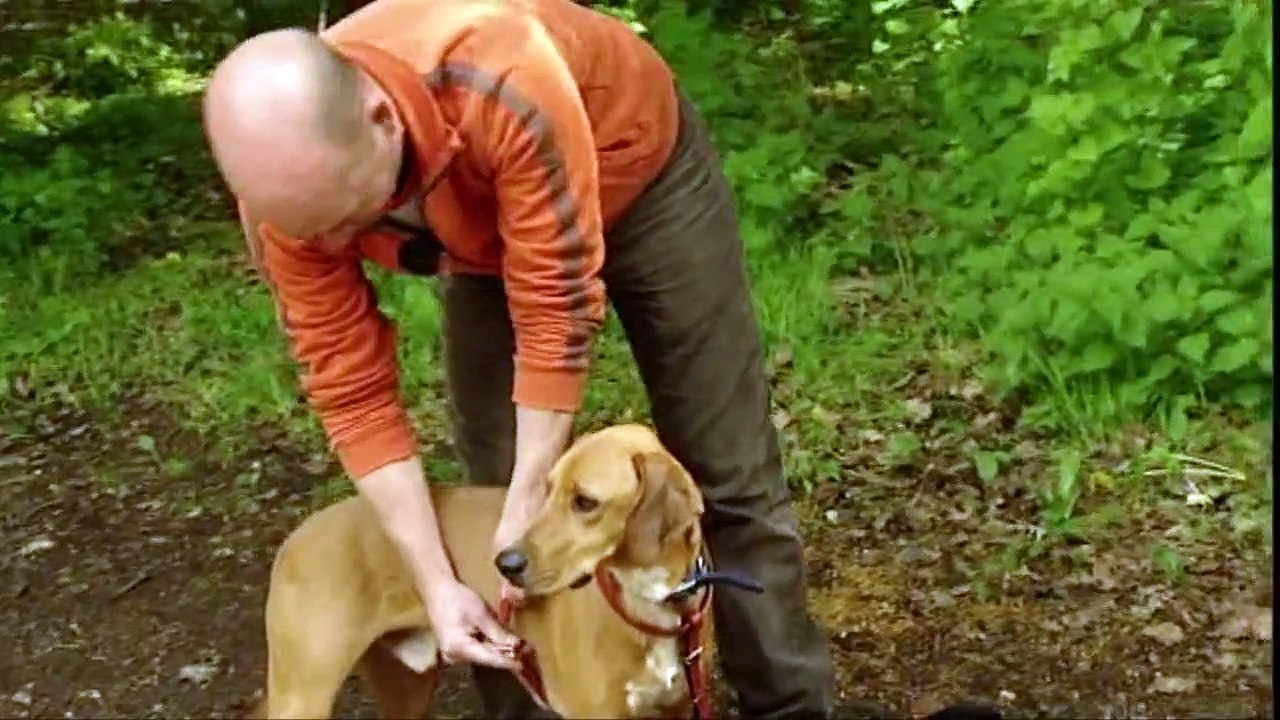 Hundegeschirr Test Julius- K9®,  WDR Fernsehen