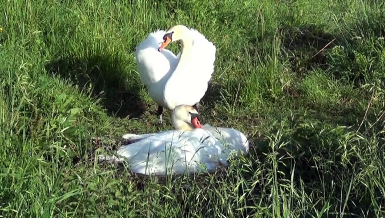 Les Cygnes d'Hastingues 2015