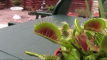 Ever wondered what would happen if you put your finger in a venus flytrap?