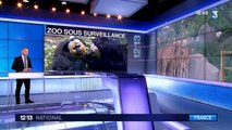 Vol de singes au zoo de Beauval : les autres zoos français inquiets