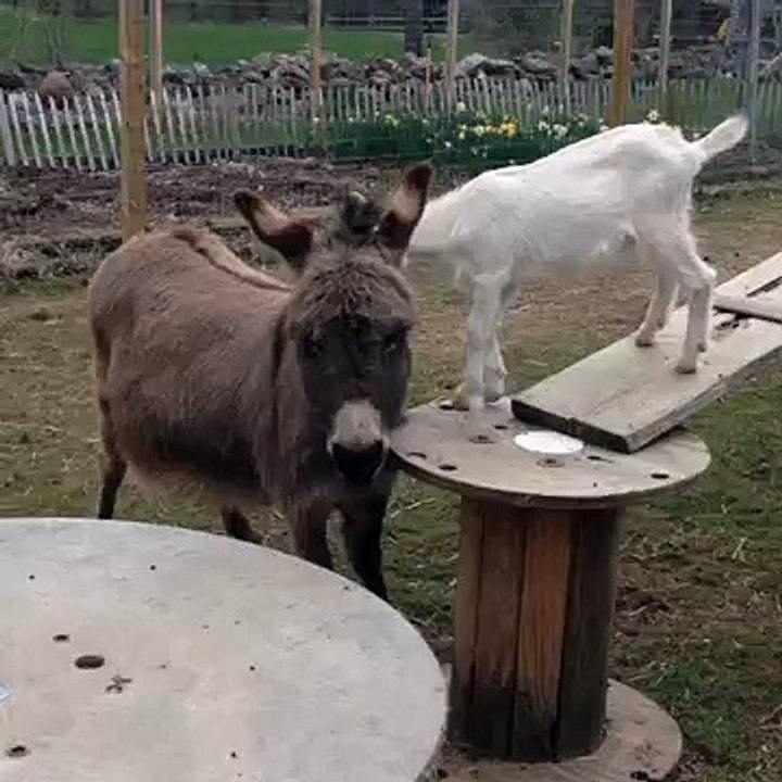 Baby Goat Climbs Her Donkey Friend