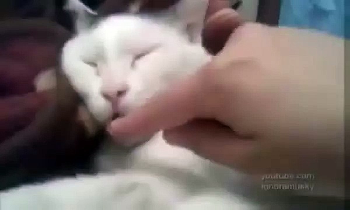 Cat sleeping tongue very fun