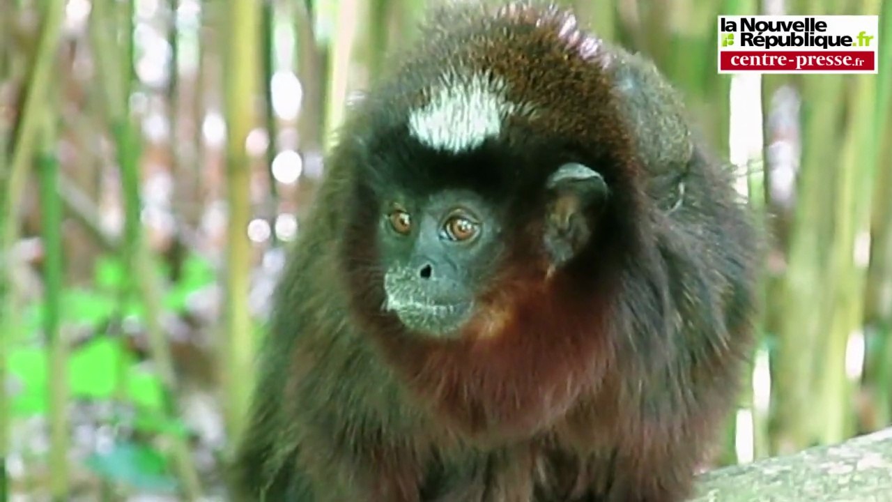 VIDEO. Romagne : Quoi de neuf à la Vallée des Singes ?