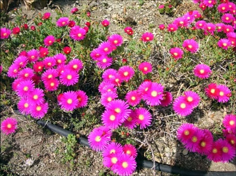 Kampanien - Italiens Süden