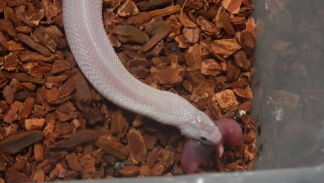 Juvenile Female Leucistic Cobra Feeding