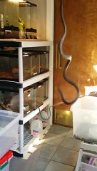 King Cobra is just not Hungry for Ball Python