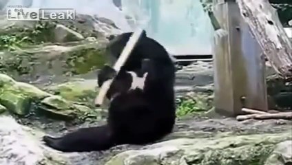 Kung Fu Panda of Real Life