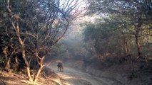 Tiger Safari - India's Ranthambore National Park