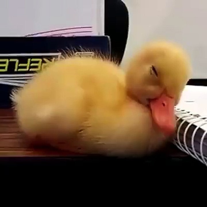 Good Night