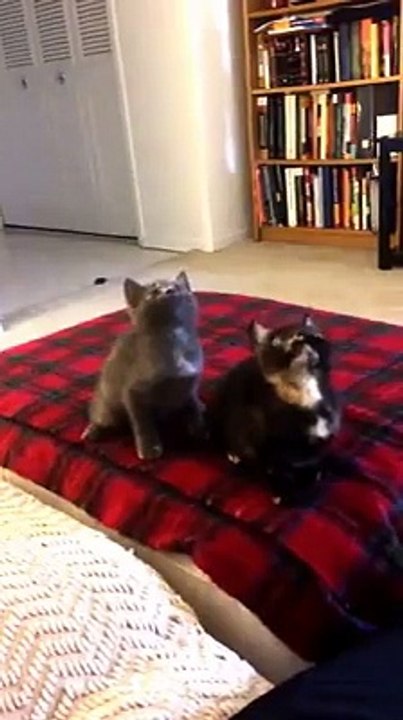Cats dancers