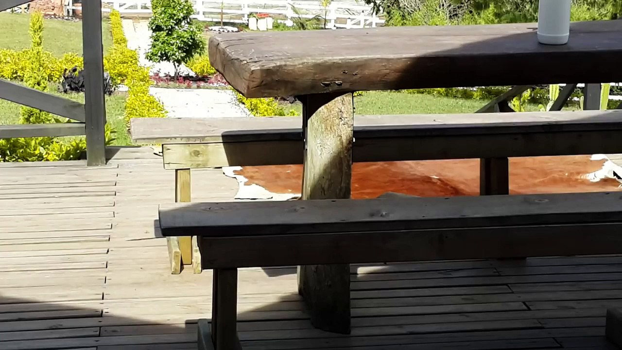 rottweiler ataca a mastin napolitano