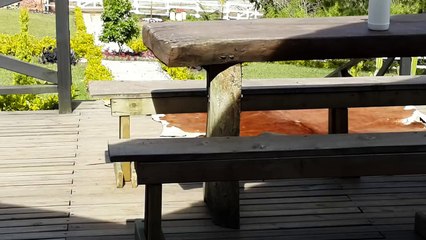 rottweiler ataca a mastin napolitano