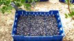 BIG Blueberry Bushes for Sale by DiMeo's Blueberry Farms & Blueberry Plants Garden Center in NJ