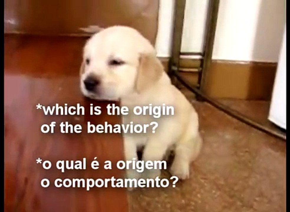 Perros- canine behaviors - comportamentos caninos