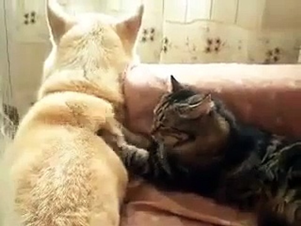 Dog and Cat clip - Cats massage for dogs moment 2014