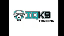 IQ K9 TRAINING | Dog Tricks 