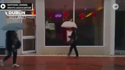 Activists Liberate/Steal Lobsters From Dublin Restaurant