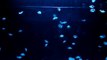 my jellyfish tank (freshwater)