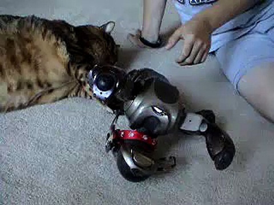 Aibo is awsome