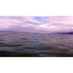 Calu Rivero surfea con delfines