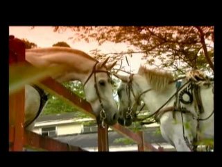 LITTLE CHAMP Full Trailer