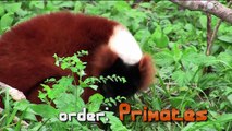 Primates- What is a Primate?